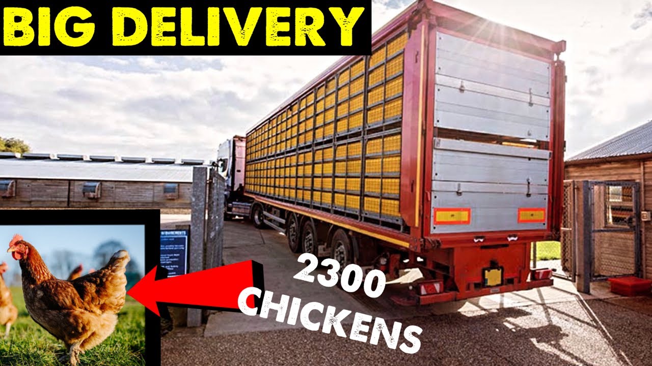 NEW FLOCK ARRIVES #CRAWFORDFARMS #183