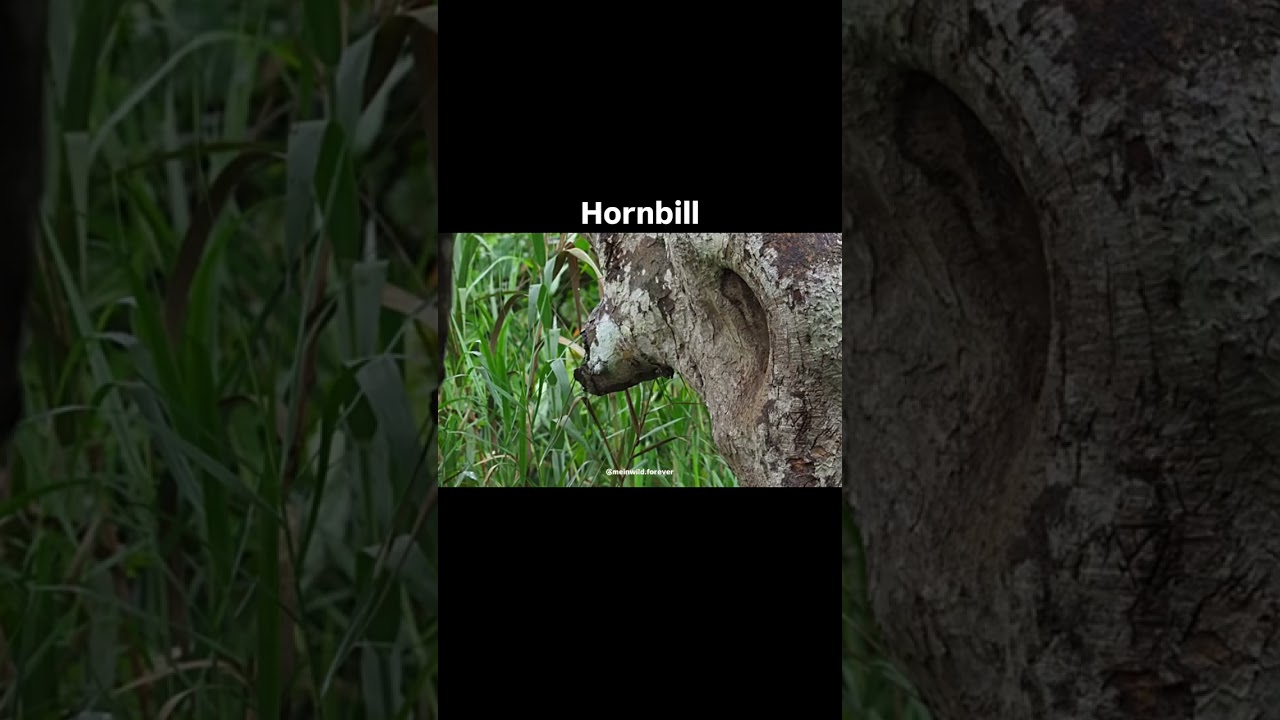 Hornbill Birds||Unusual behaviour during their mating period||Geo Wildlife #naturephotography #viral