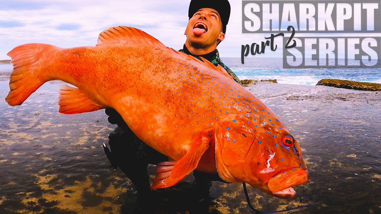 SPEARFISHING the QUOBBA SHARKPIT for CORAL TROUT, 50lber spanish mackerel eaten by sharks. ep38
