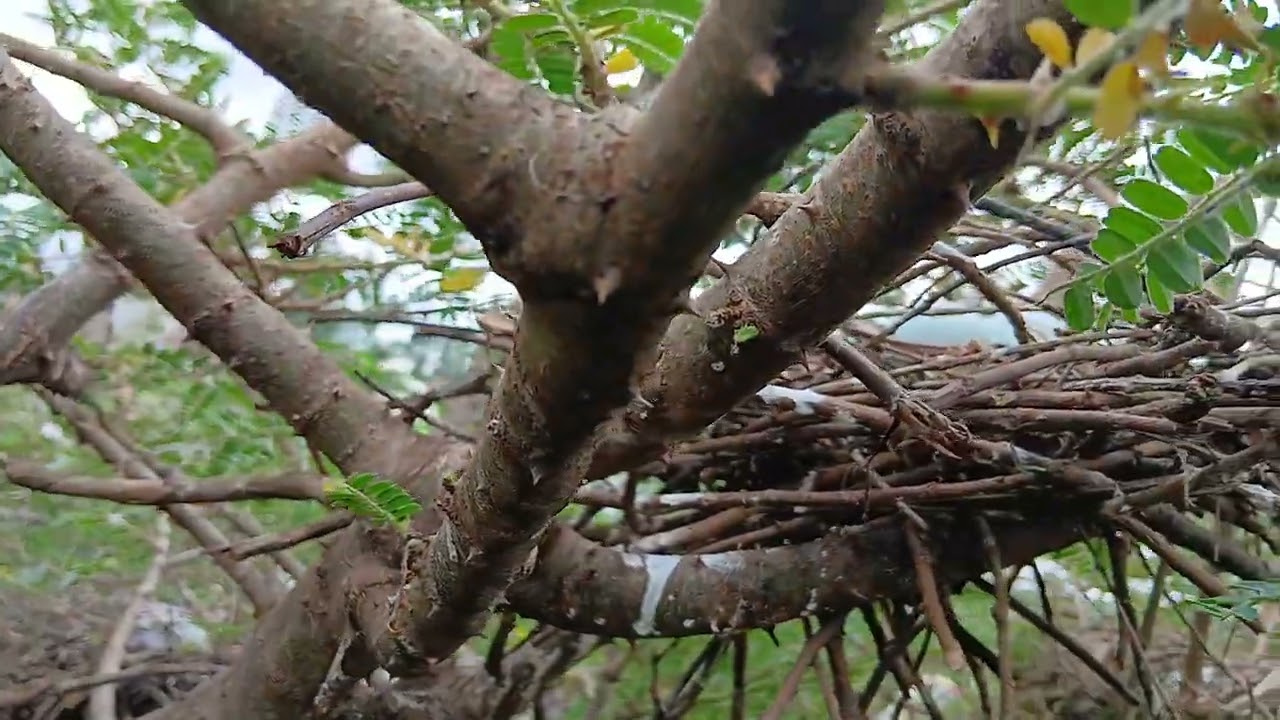 Biggest trees with biggest nests and eggs caught on camera#naturevideo #wildlifevideo #birdvideos 