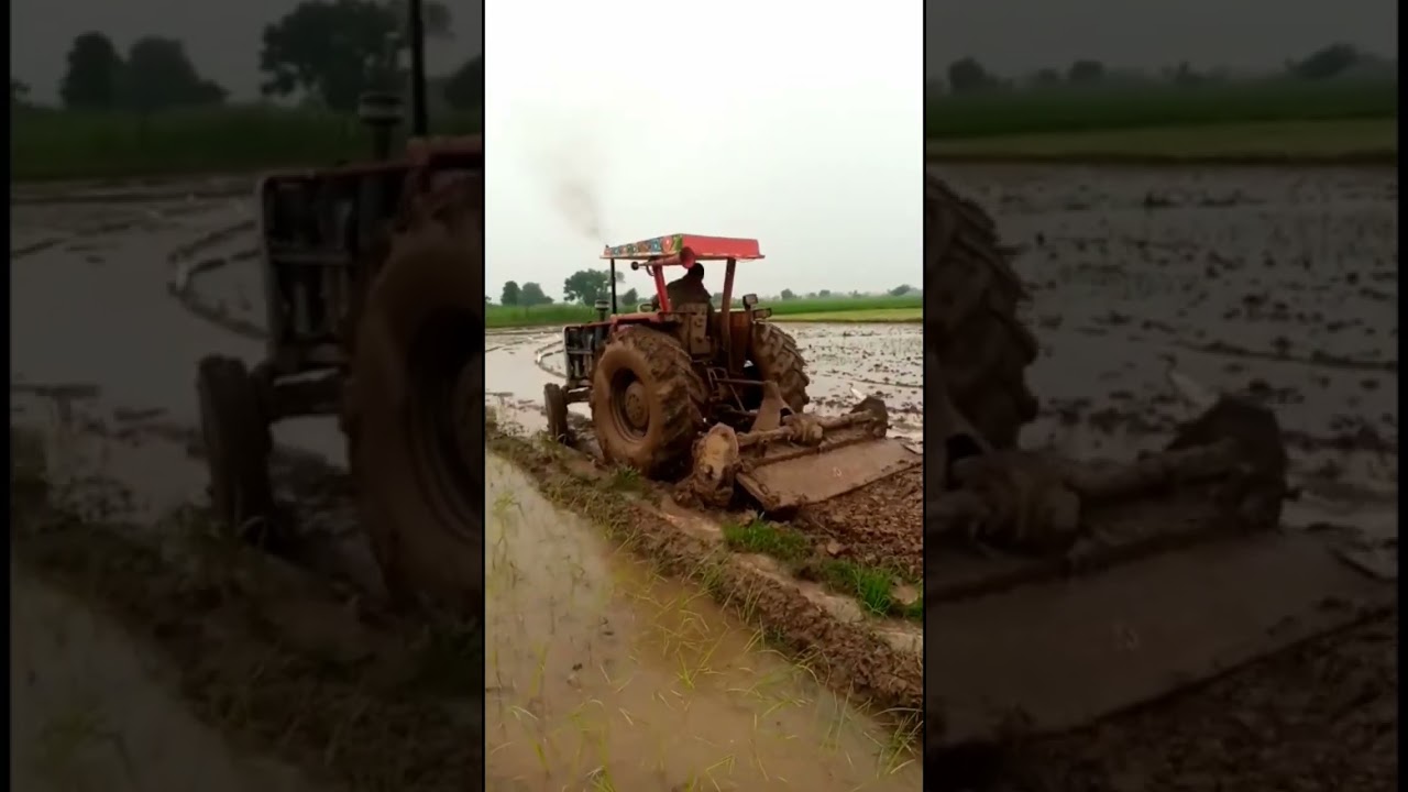 Tractor working in rice farm | #Village #Punjab #Shorts