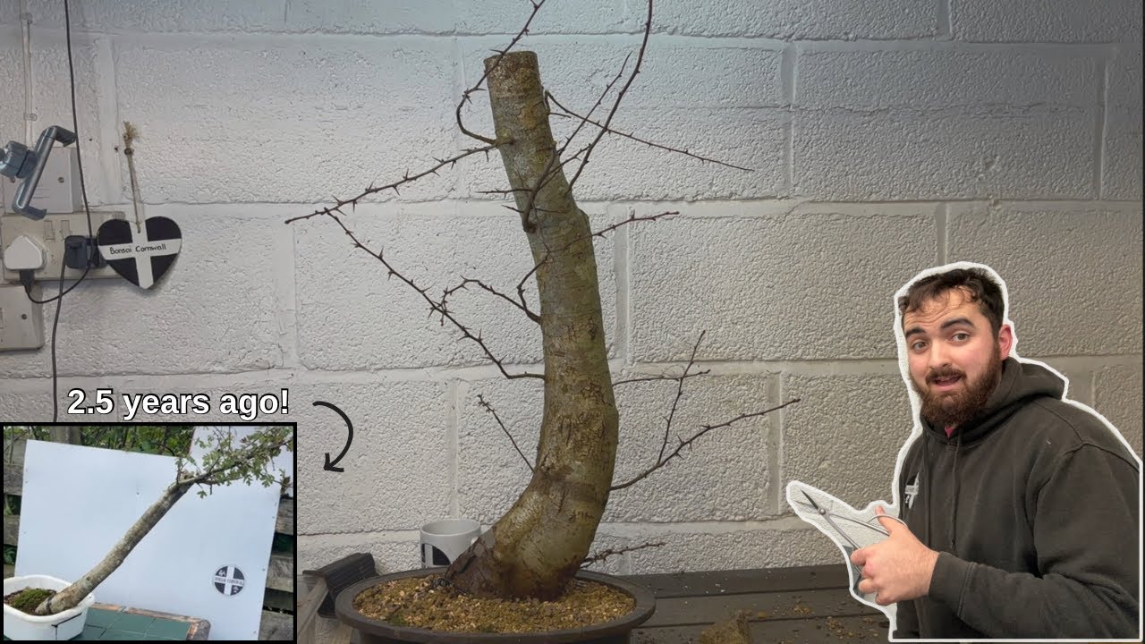 Hawthorn Yamadori 2.5 years after collection (next steps)