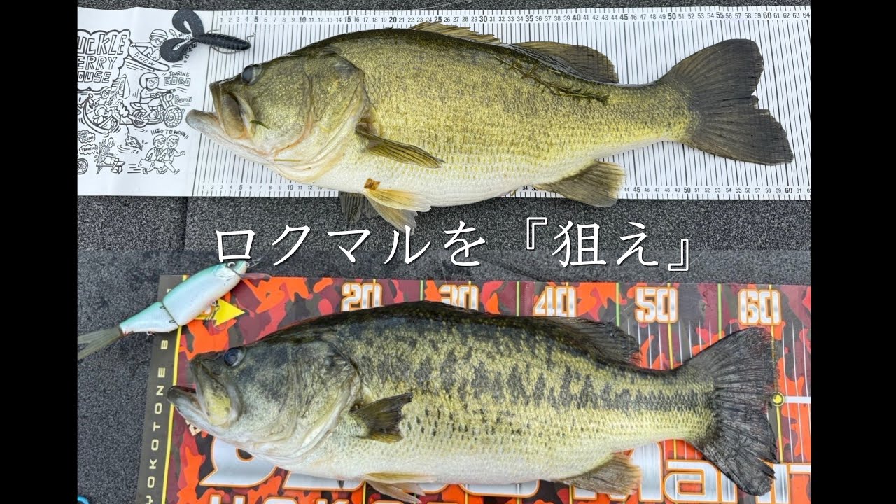 【ロクマル釣れば料金いただきません】デカい魚を釣れば釣るほど安くなるレンタルボート屋さんで1年通して釣りしてみた結果！！