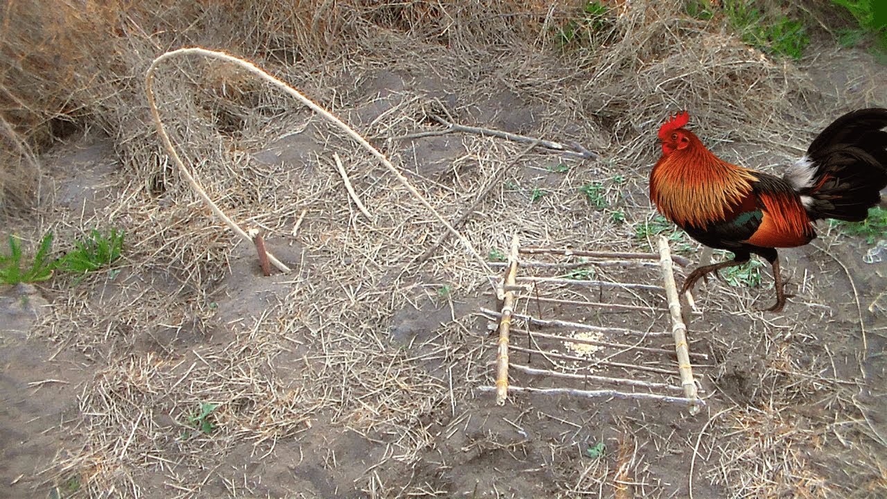 INNOVATIVE WILD CHICKEN TRAP USING WOOD BY KIGGUNDU FAMILY ADVENTURES