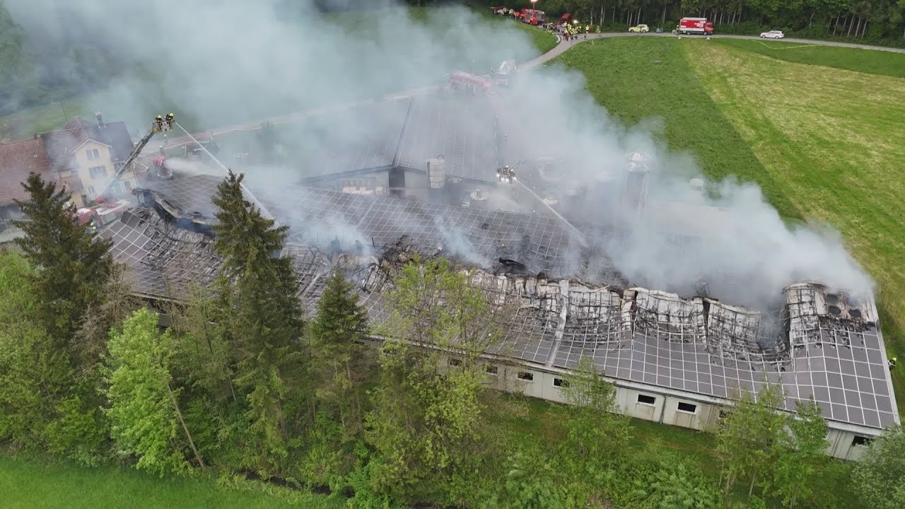 Gossau SG: Schweine sterben im Feuer