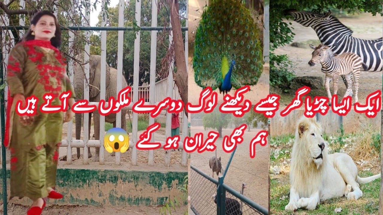 Karachi Garden Zoo|Karachi Zoo Musem|کراچی کا چڑیا گھر|Mumtaz Begum Interview|Garden Zoo|Delphin dol