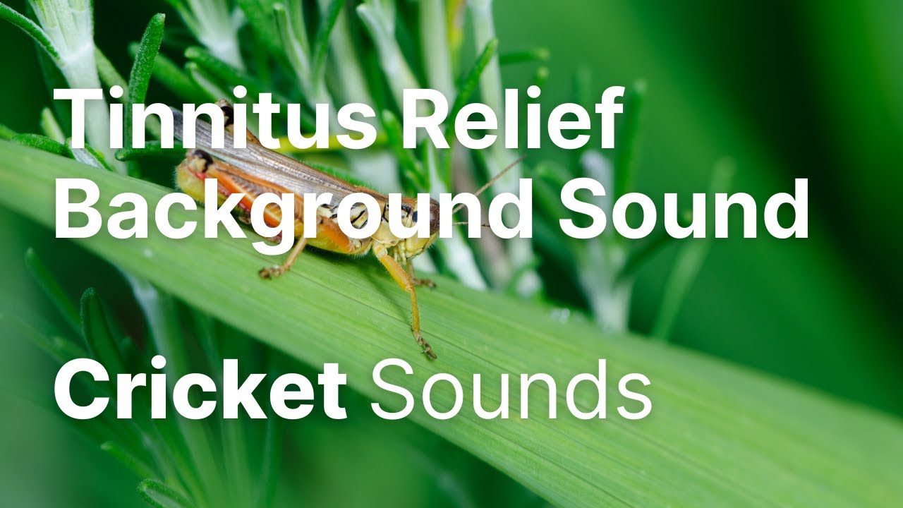 Crickets Background Sounds for Tinnitus Relief, Sleep, Study or Meditation | White Noise | 10 Hour