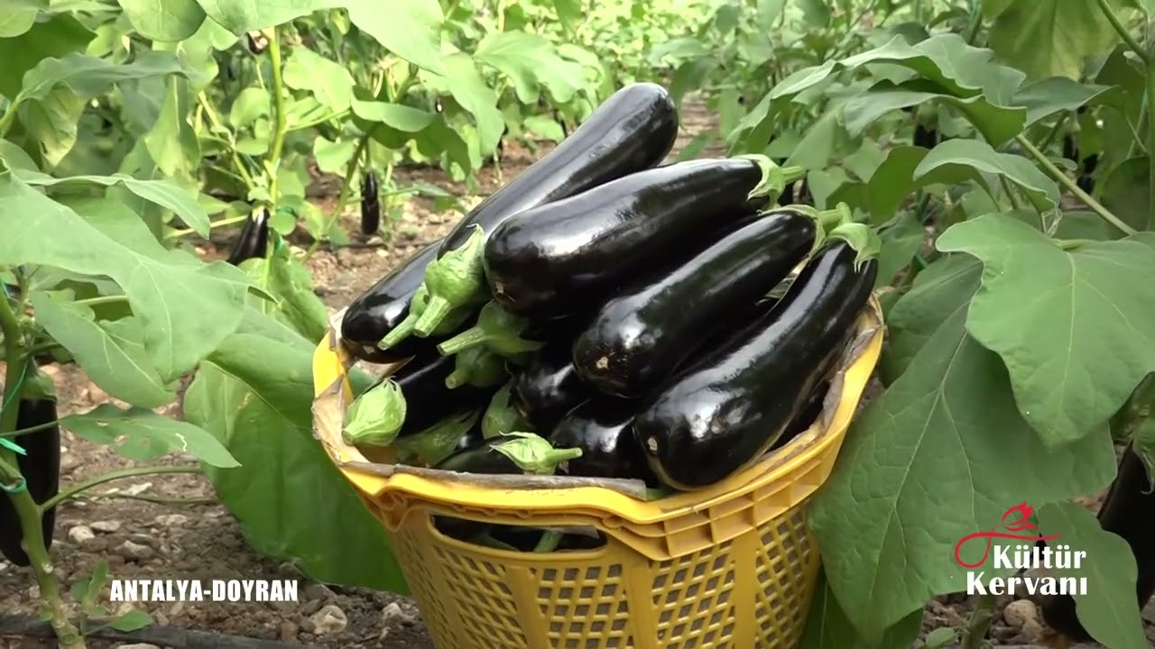 Patlıcan Deyip Geçmeyin