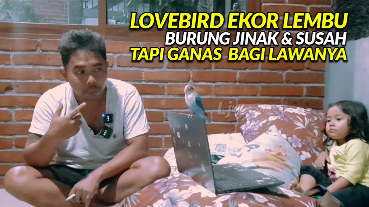 LOVEBIRD EKOR LEMBU JINAK TAPI GANAS BAGI LAWANYA | GENDUB RHN #rhnsalatiga #ljbirdcontest#lovebird