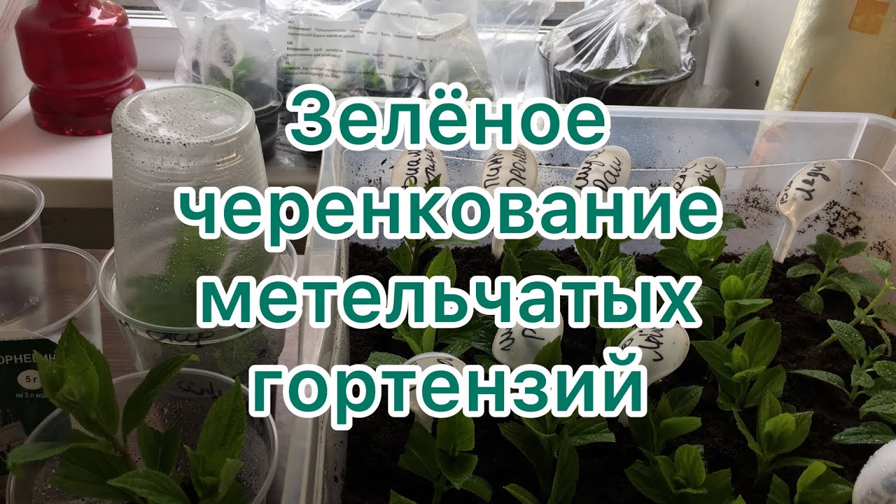 ЗЕЛЁНОЕ ЧЕРЕНКОВАНИЕ ГОРТЕНЗИЙ