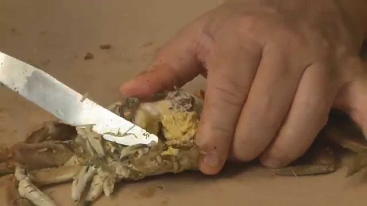 See how to properly eat Maryland steamed crabs