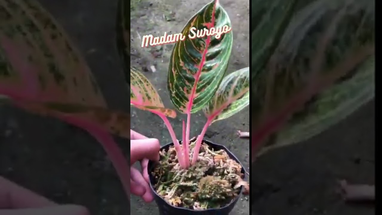 Aglaonema Madam Suroyo || Aglo Import || contoh Tanaman Hias Aglonema