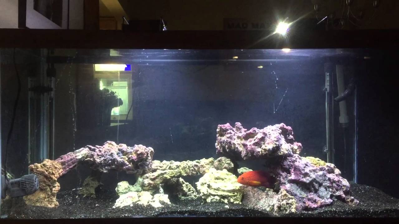 Grouper tank feeding. Miniatus - Blue Line - panther groupers