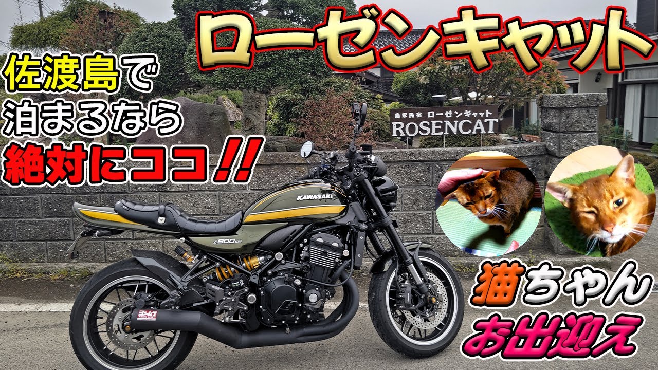 《Z900RS》新潟佐渡島ツーリング★オススメ！猫がお出迎え農家民宿ローゼンキャットの巻