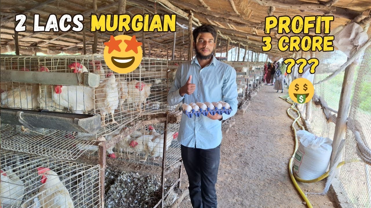 200,000 Egg Layer Farming In Karachi | 100 Acres Layer Farm