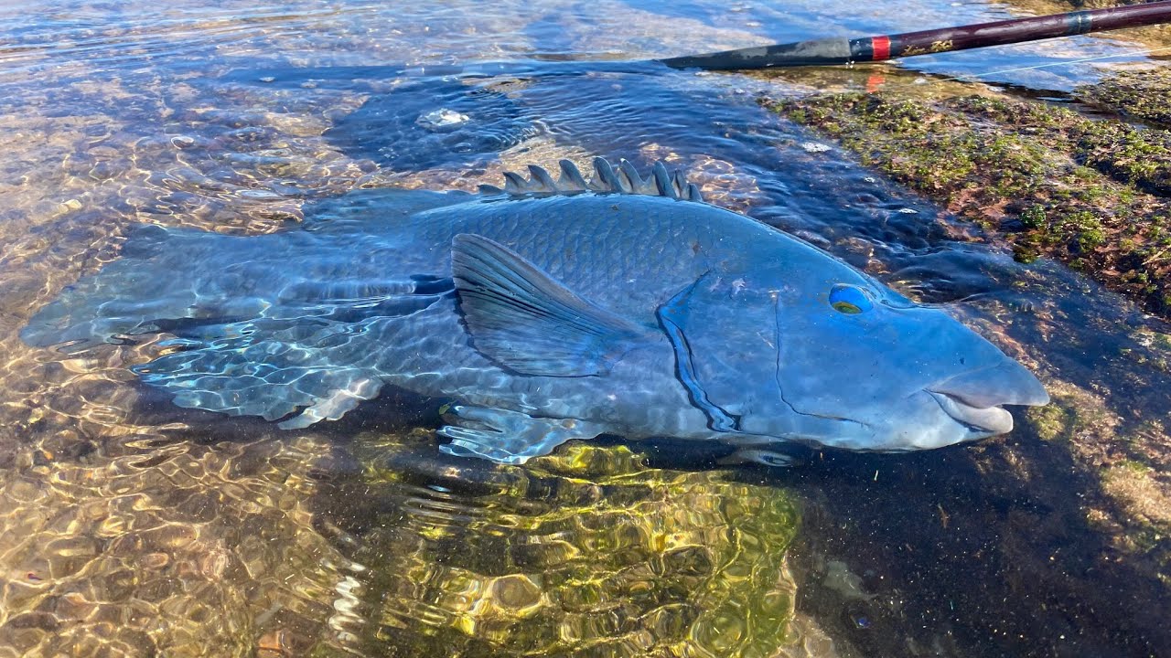 Blue Groper | Alvey Reel