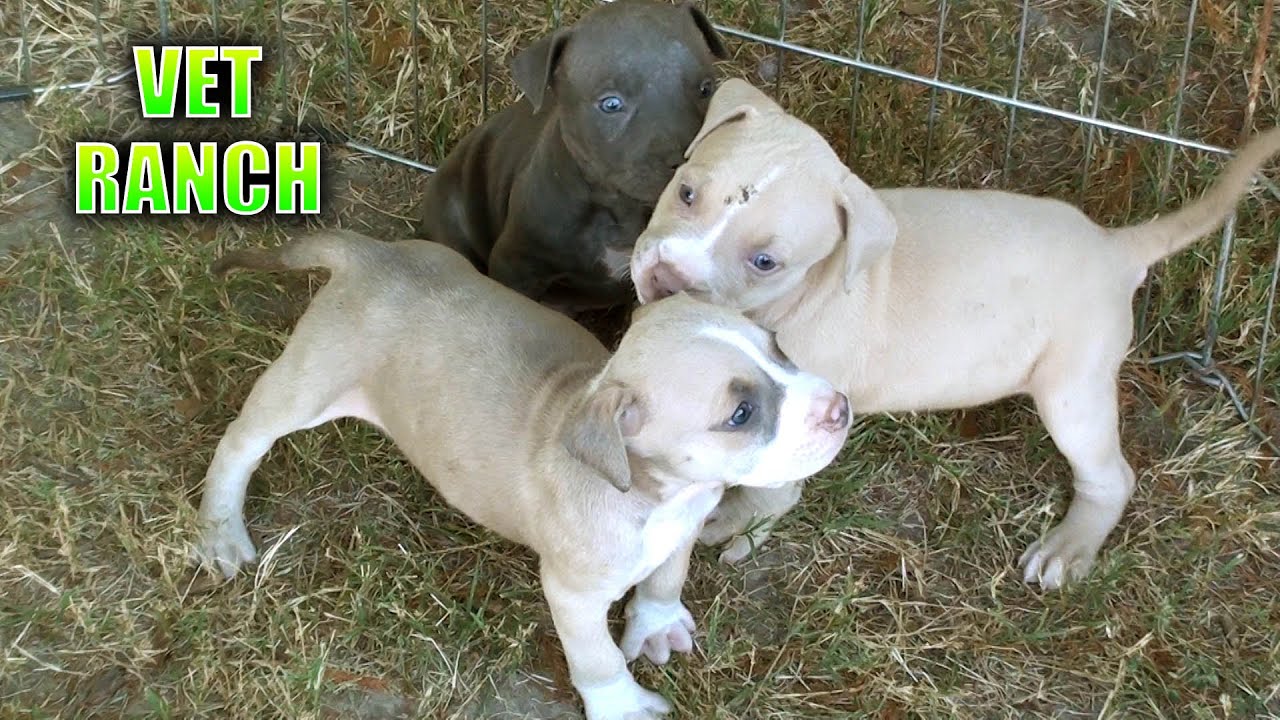 Newborn Puppies Abandoned at Shelter