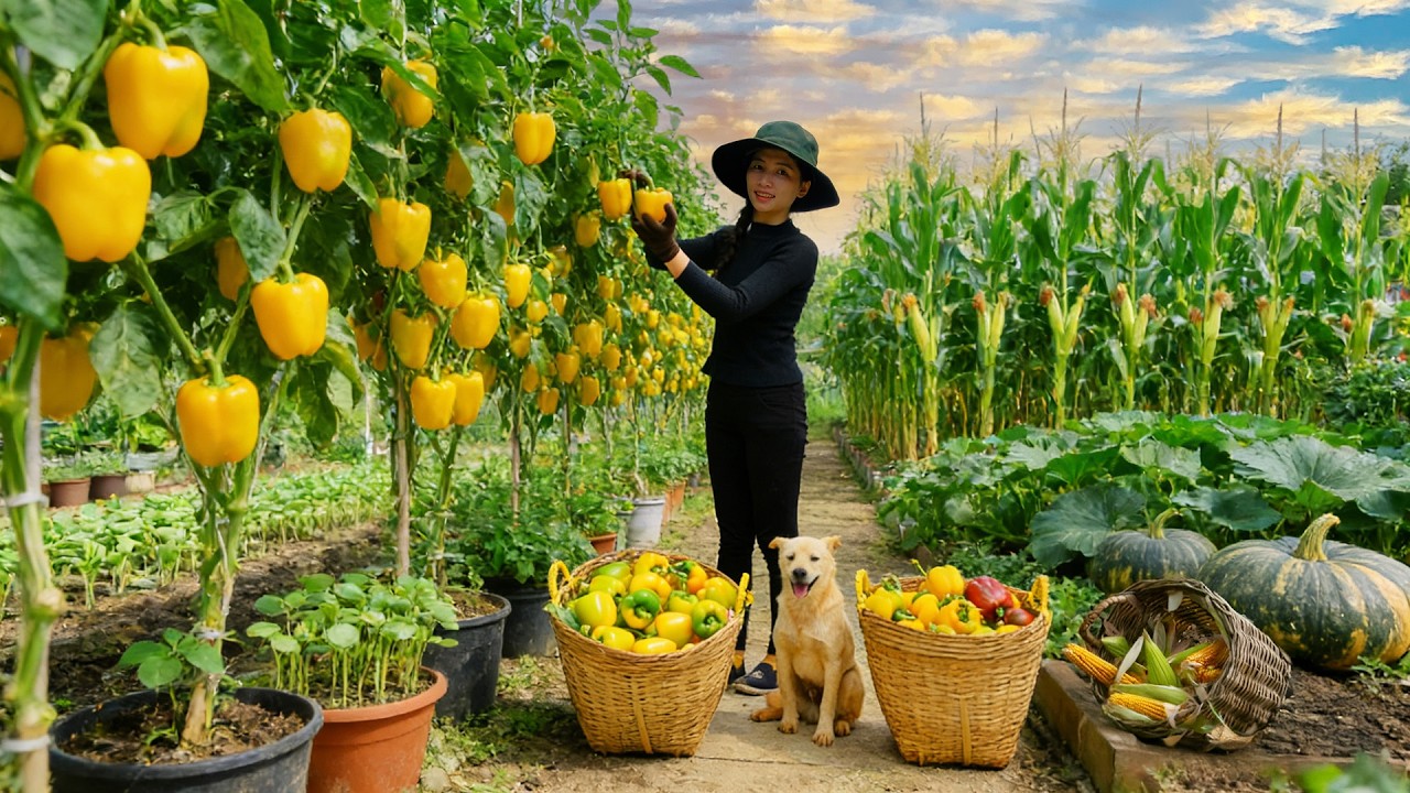 Harvest, Sell, And Cook With: Yellow Bell Peppers,  Corn, Bean Sprouts, Pumpkin – Life On The Farm