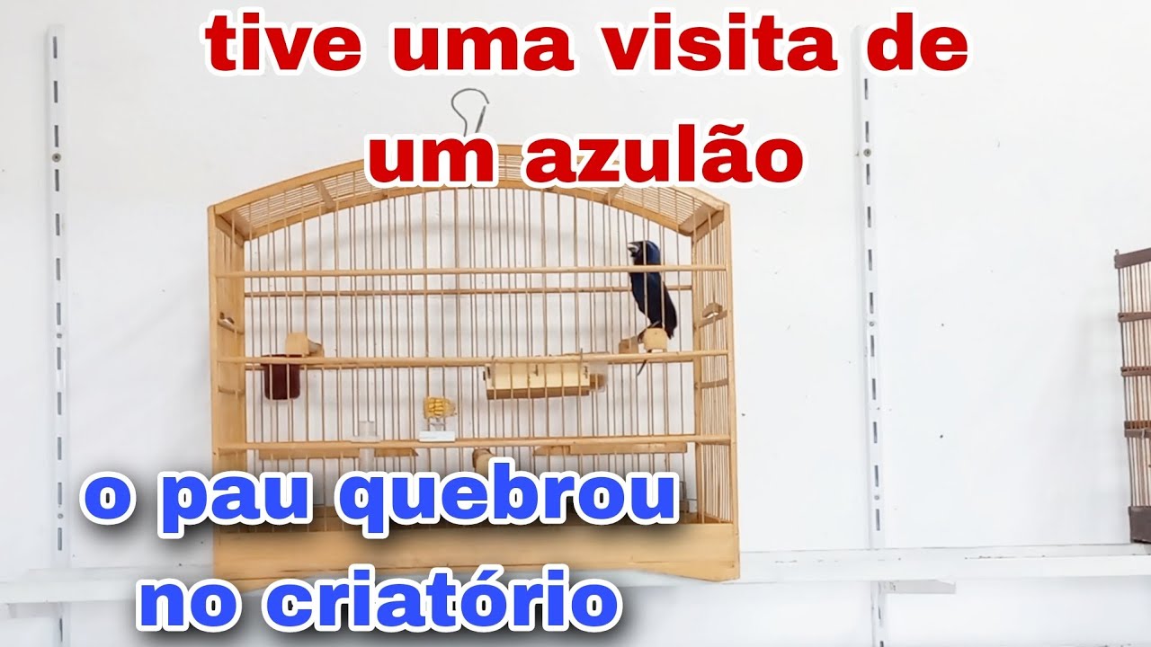 Esse azul&atilde;o chegou cantando muito no meu criat&oacute;rio. (visita de um inscrito)
