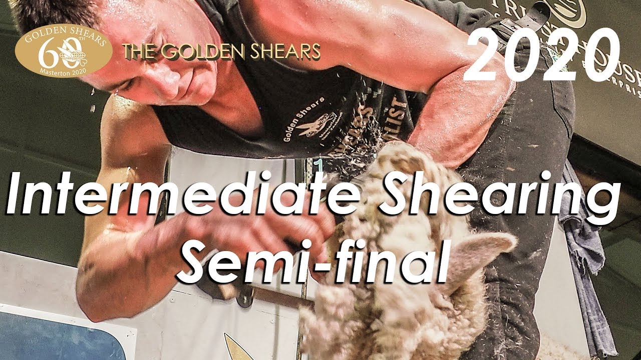 Intermediate Shearing Semi final - 2020 Golden Shears (60th Anniversary)