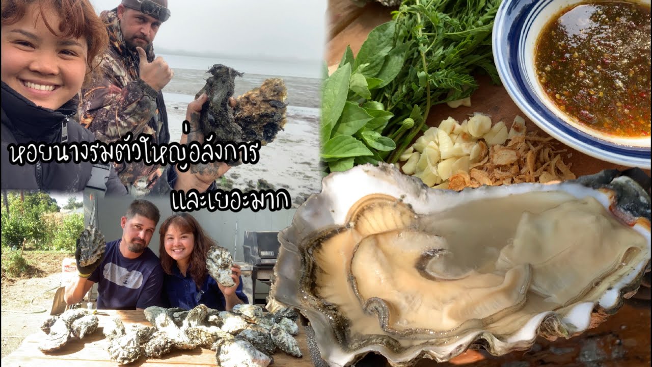 EP.78 A very successful oyster hunt in California. เจอแหล่งหอยหานางรมที่ตัวใหญ่อลังการ และเยอะมาก