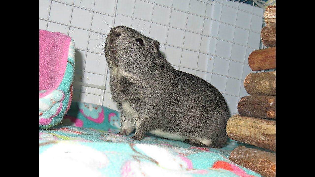 Guinea Pig Illnesses Part 2: URI (Upper Respiratory Infection)