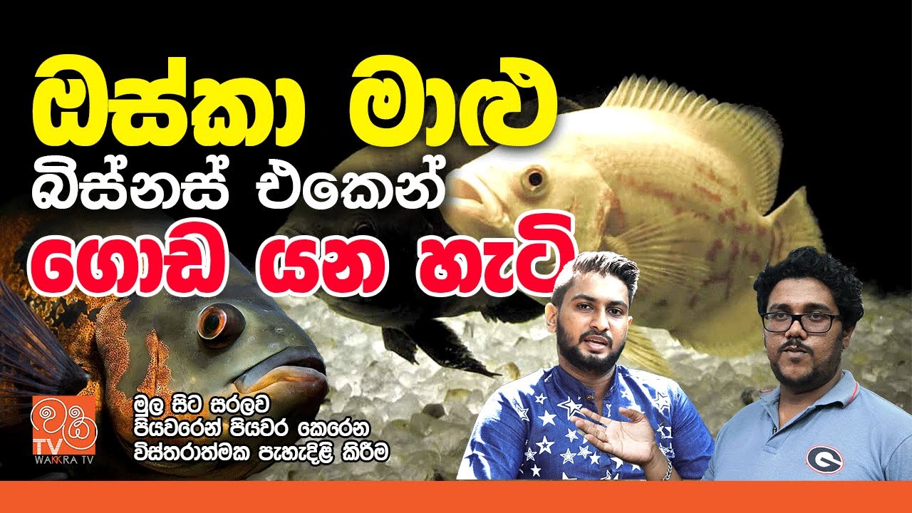 ඔස්කා මාළු ගැන හැමදේම විනාඩි 30 කින් | Everything you need to know about Oscar fish in Sinhala