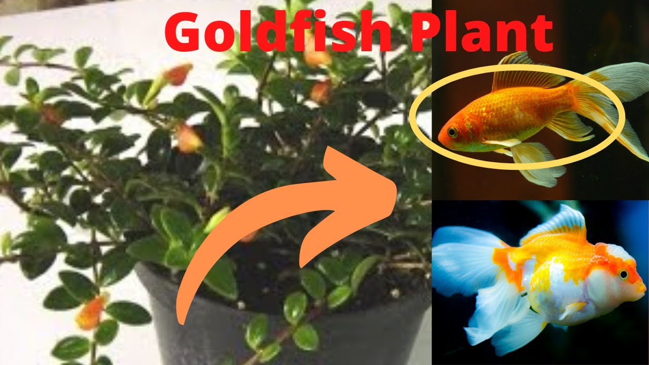 Nematanthus Goldfish Plant Houseplant  Propagation