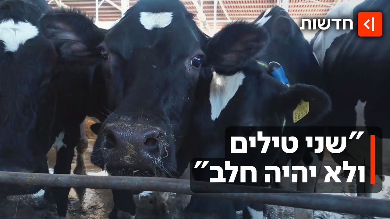משבר החלב: הרפתנים יוצאים למאבק נגד הרפורמה של סמוטריץ'