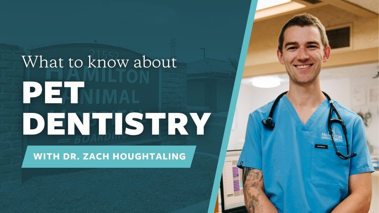 What To Know About Pet Dentistry with Dr. Zach Houghtaling
