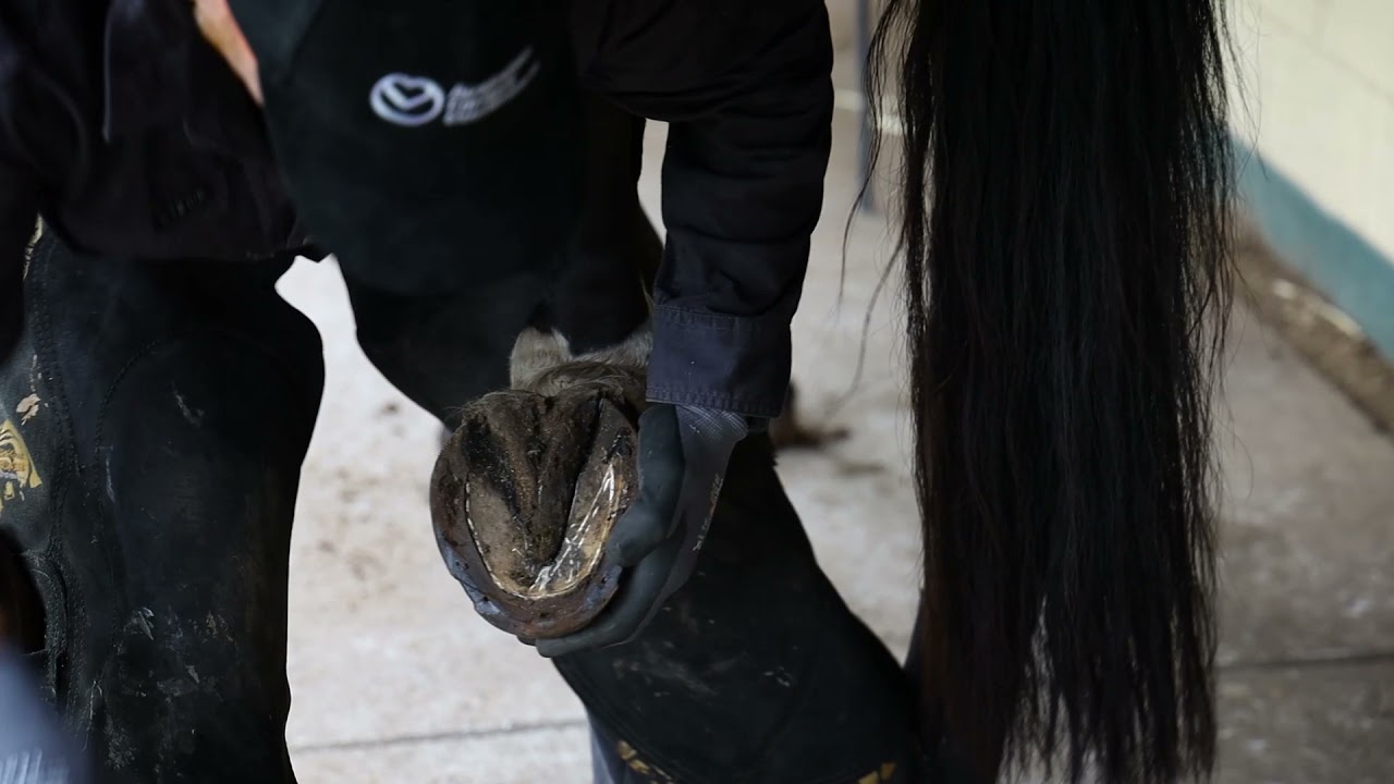 Diagnosing a Hoof Abscess