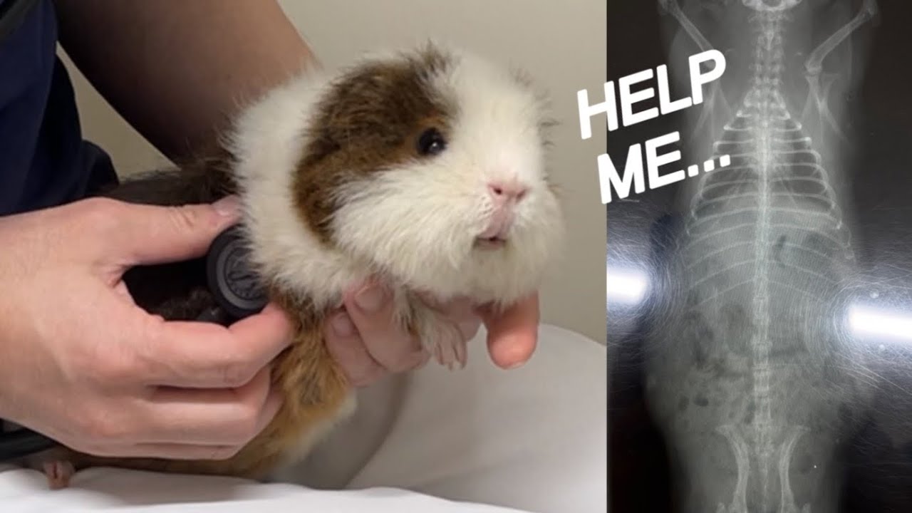 【モルモットの健康診断】準備・聴診・レントゲン・不正咬合・費用　Guinea pig health check at a vet