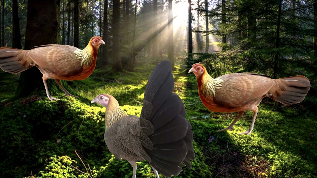 Tiếng gà mái kích bổi nhanh về #chicken   #shorts