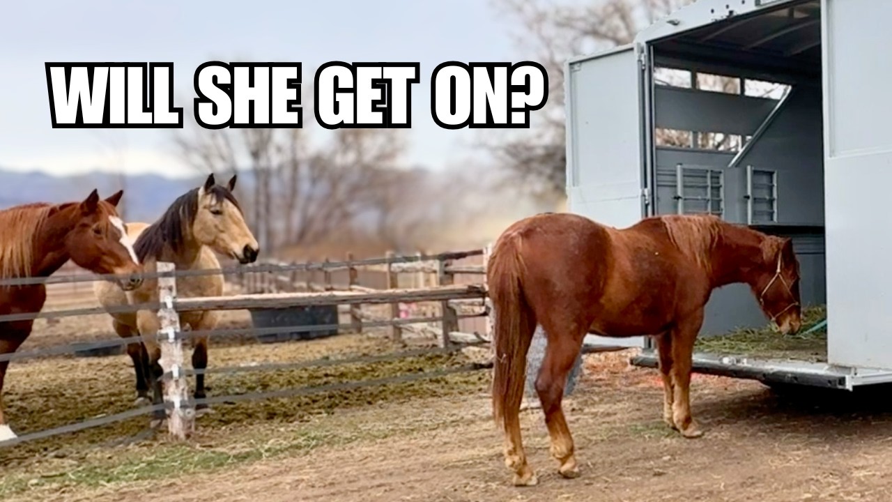 Trailer loading my Mustang for the first time ~ What a cool horse!