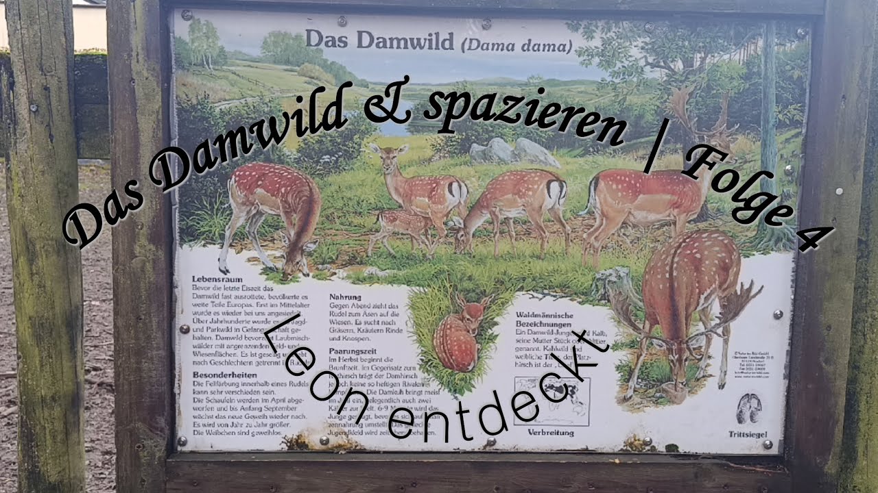 Das Damwild & spazieren | Folge 4 