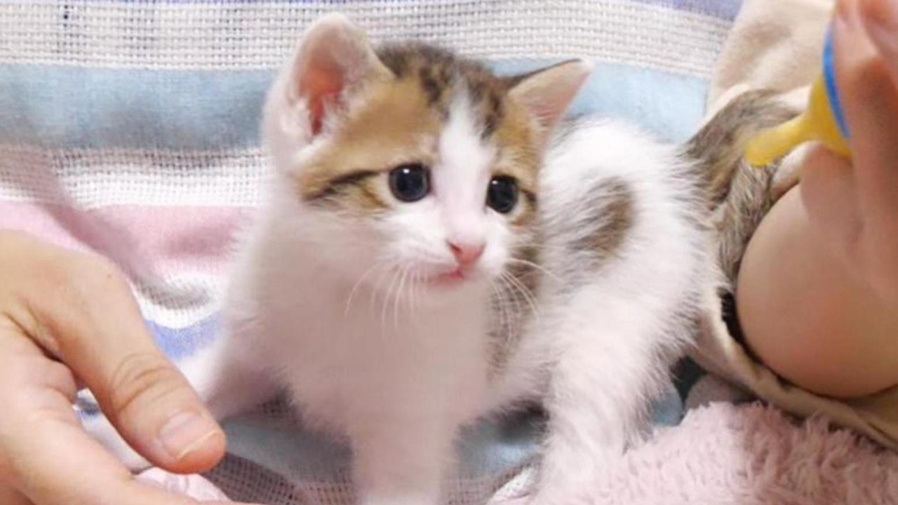 子猫はモキュモキュと不思議な声でミルクをおねだりしました【赤ちゃん猫　保護猫】