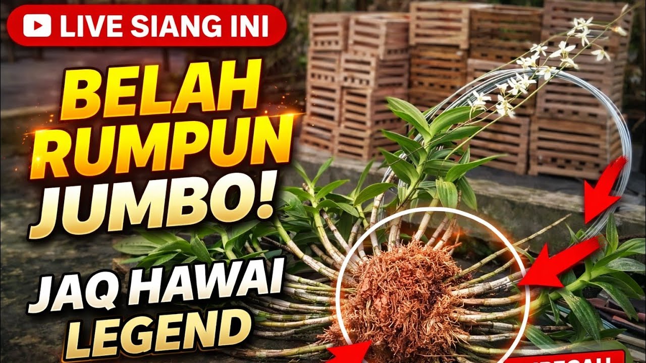 🔴 LIVE SIANG INI! BELAH RUMPUN JUMBO JAQ HAWAII LEGEND – JADI EKONOMIS! 🌸🔥