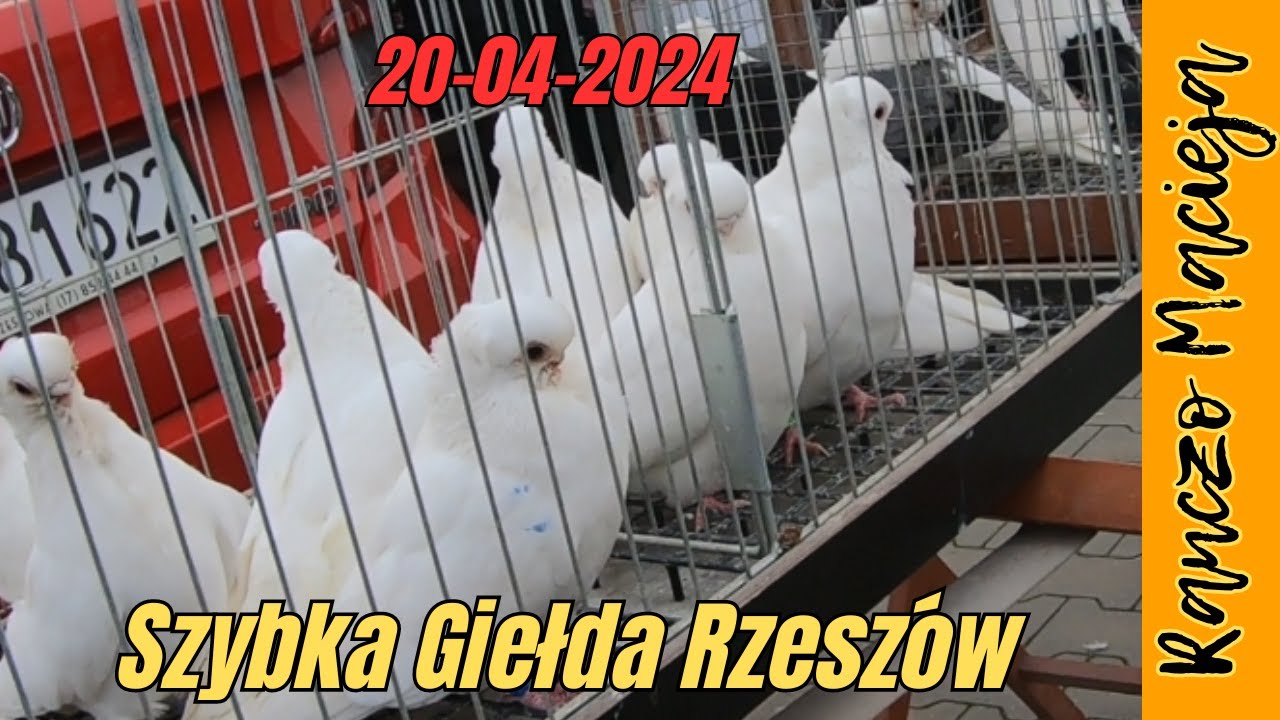 Szybka giełda zwierząt - Rzeszów 20.04.2024  #371 [4K]