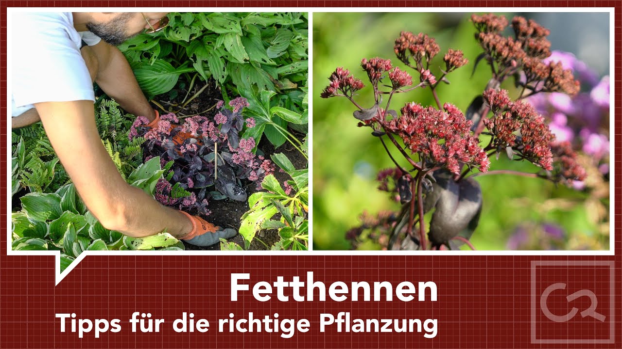 Eine Fetthenne pflanzen – Das richtige Vorgehen