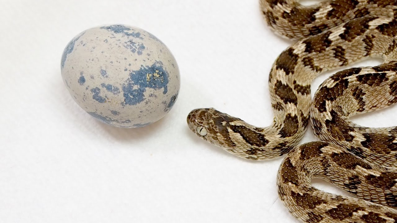 このヘビの目の前にウズラのタマゴを置いておくと...