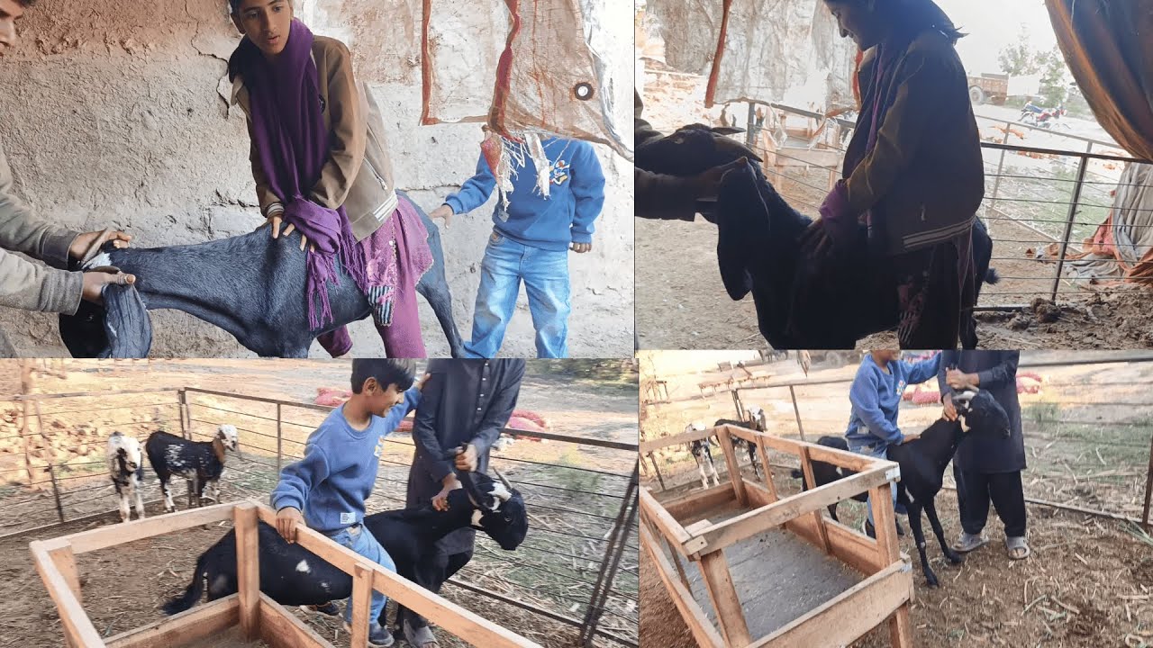 HUM NE AAJ KI GOAT RIDING | BAKRI NE AZAAN KO GIRA DIYA | #goat #riding #villagelife