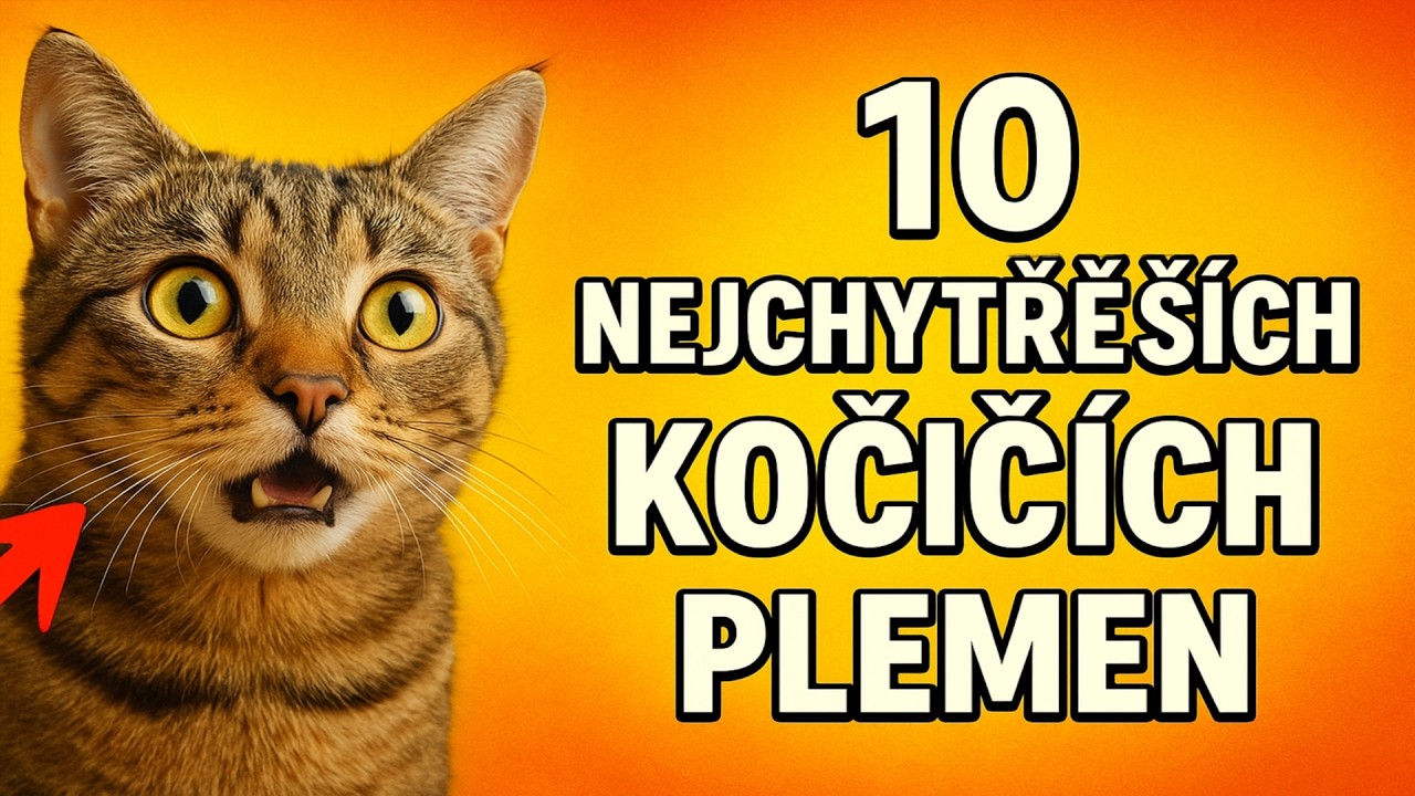 10 NEJCHYTRĚJŠÍCH kočičích plemen 😼 Patří mezi ně i vaše kočka?
