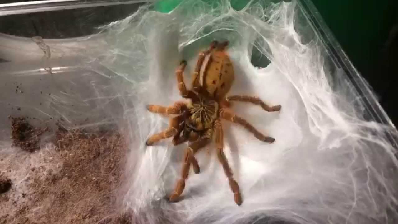Pterinochilus murinus RCF