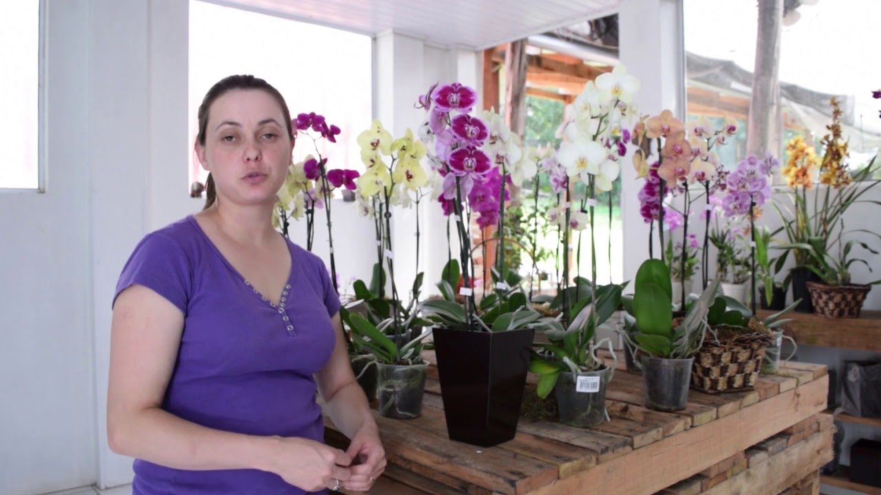 Como Cuidar do seu Phalaenopsis.