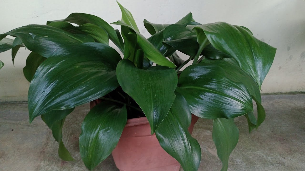 6 Plantas de Folhagem Que Podem Ser Cultivadas Dentro de Casa 🏡🏠