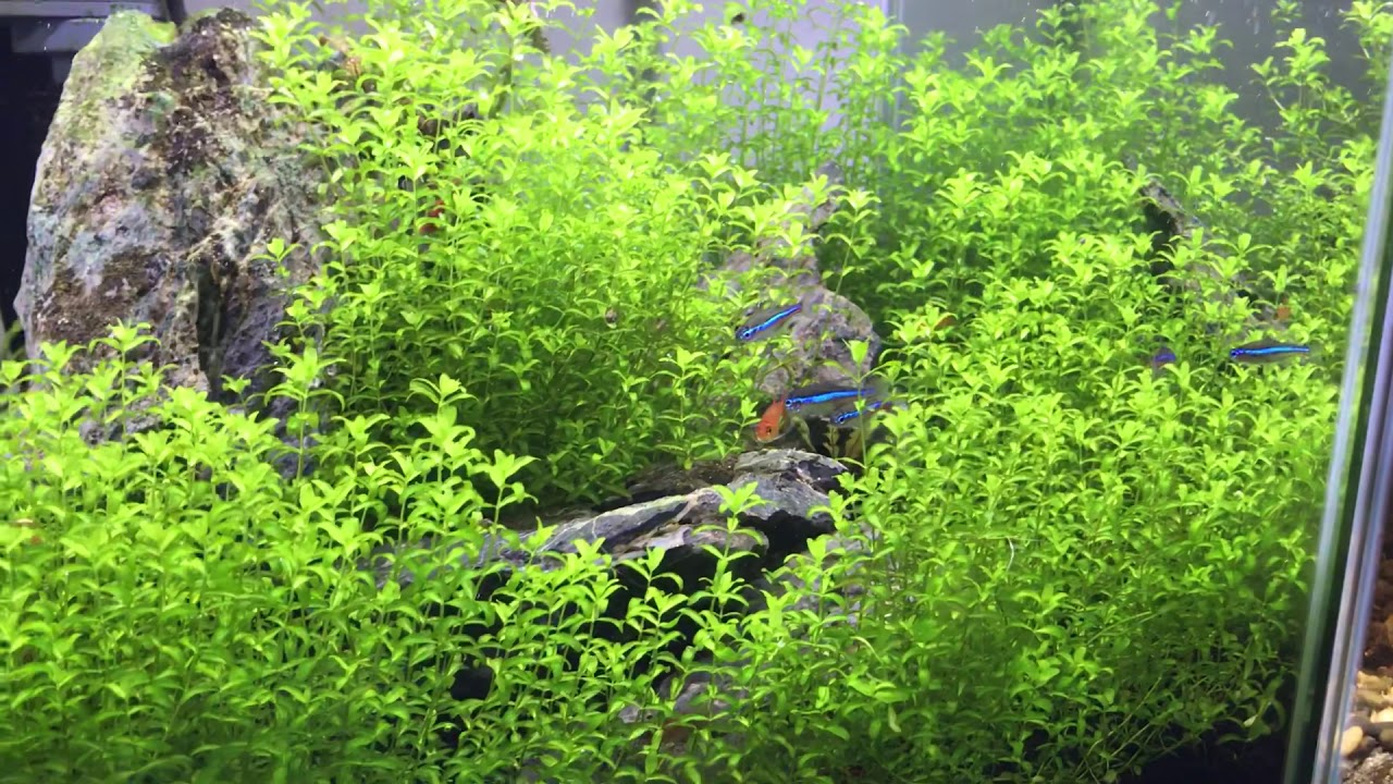 7gal Cubetank 60DAYS