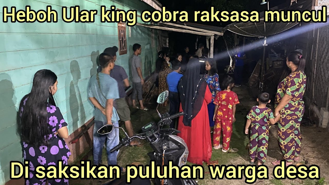 PULUHAN WARGA MENYAKSIKAN PENANGKAP4N ULAR KING COBRA TERBESAR BERSEMBUNYI DI BAWAH KAYU RUMAH