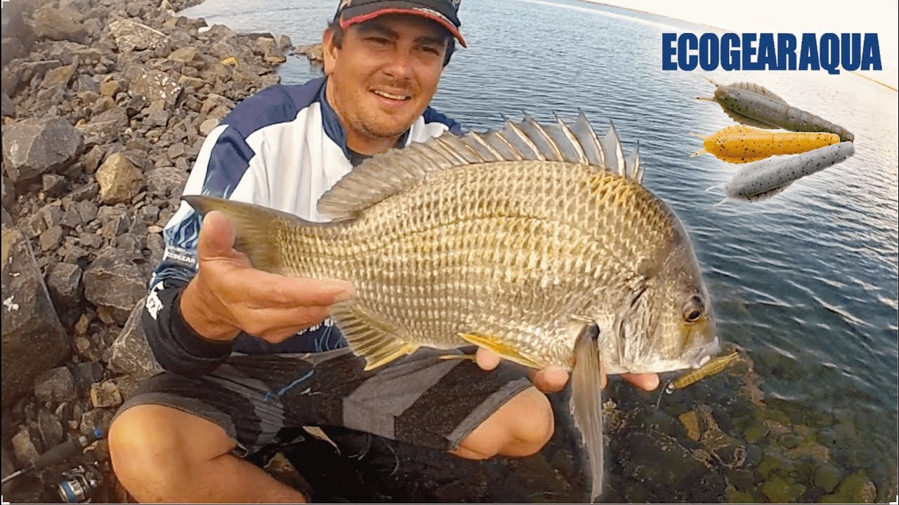 HOW TO FISH ECOGEAR AQUA BREAM PRAWNS | With Commentary.