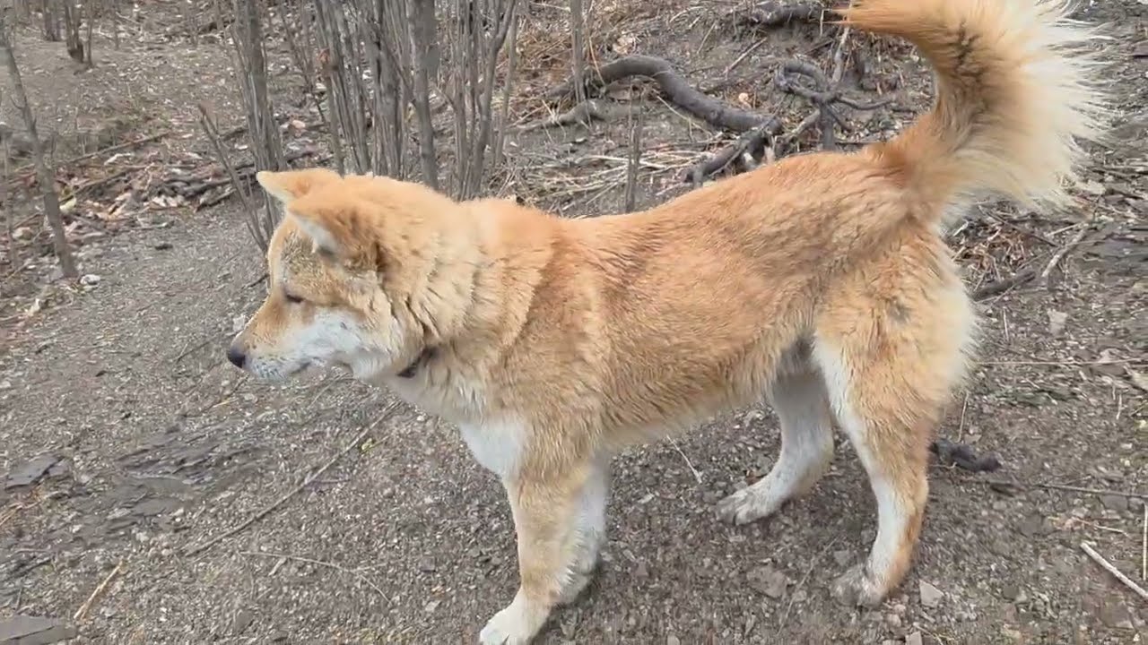돌비^^Korean Jindo Dog. 