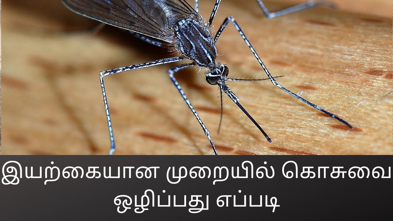 இயற்கையான முறையில் கொசுவை ஒழிப்பது எப்படி #194(How to get rid of Mosquito Naturally)